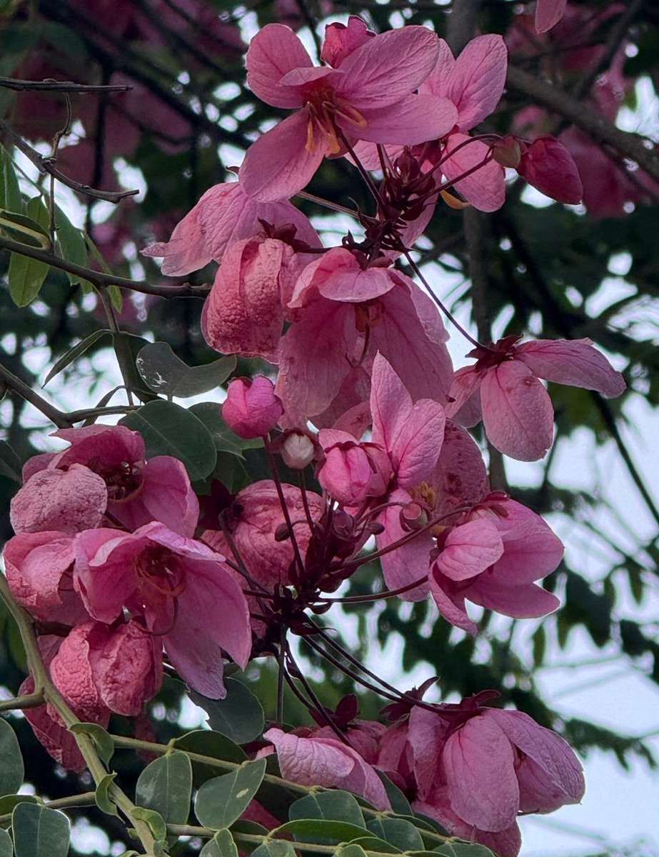 Good morning 😊 #DailyFlowers