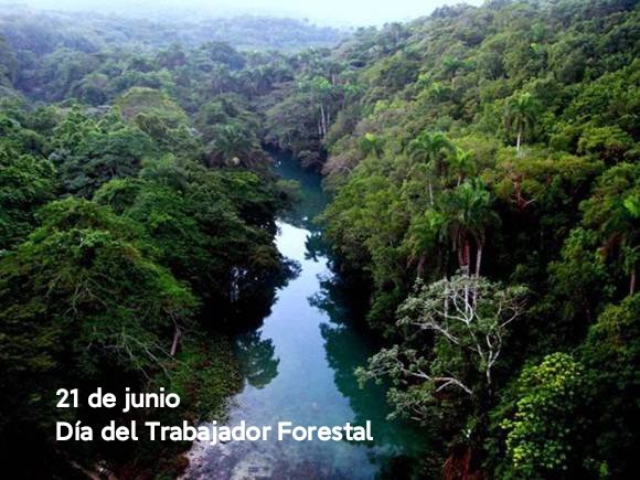 Desde @CubaCentral la felicitación, por el Día del Trabajador Forestal en #Cuba 🇨🇺, a hombres y mujeres que día a día combaten la desertificación, preservan nuestro ecosistema protegiendo y multiplicando nuestros bosques sembrando patria. Su valioso trabajo es semilla de futuro.