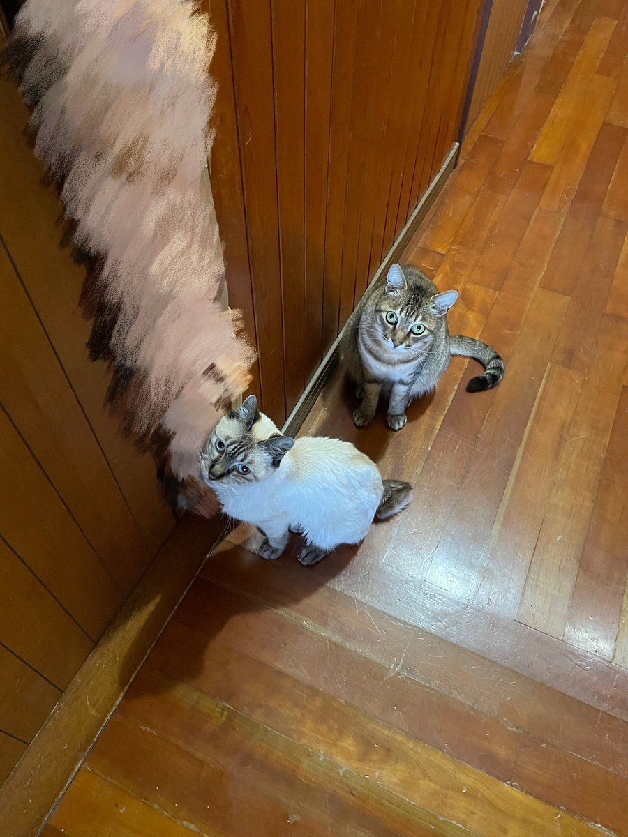 neconeco_8's tweet photo. 誰もいないのに謎の出待ち🤣
 #猫好きさんと繋がりたい
 #猫のいる暮らし https://t.co/6f45vsHTbI