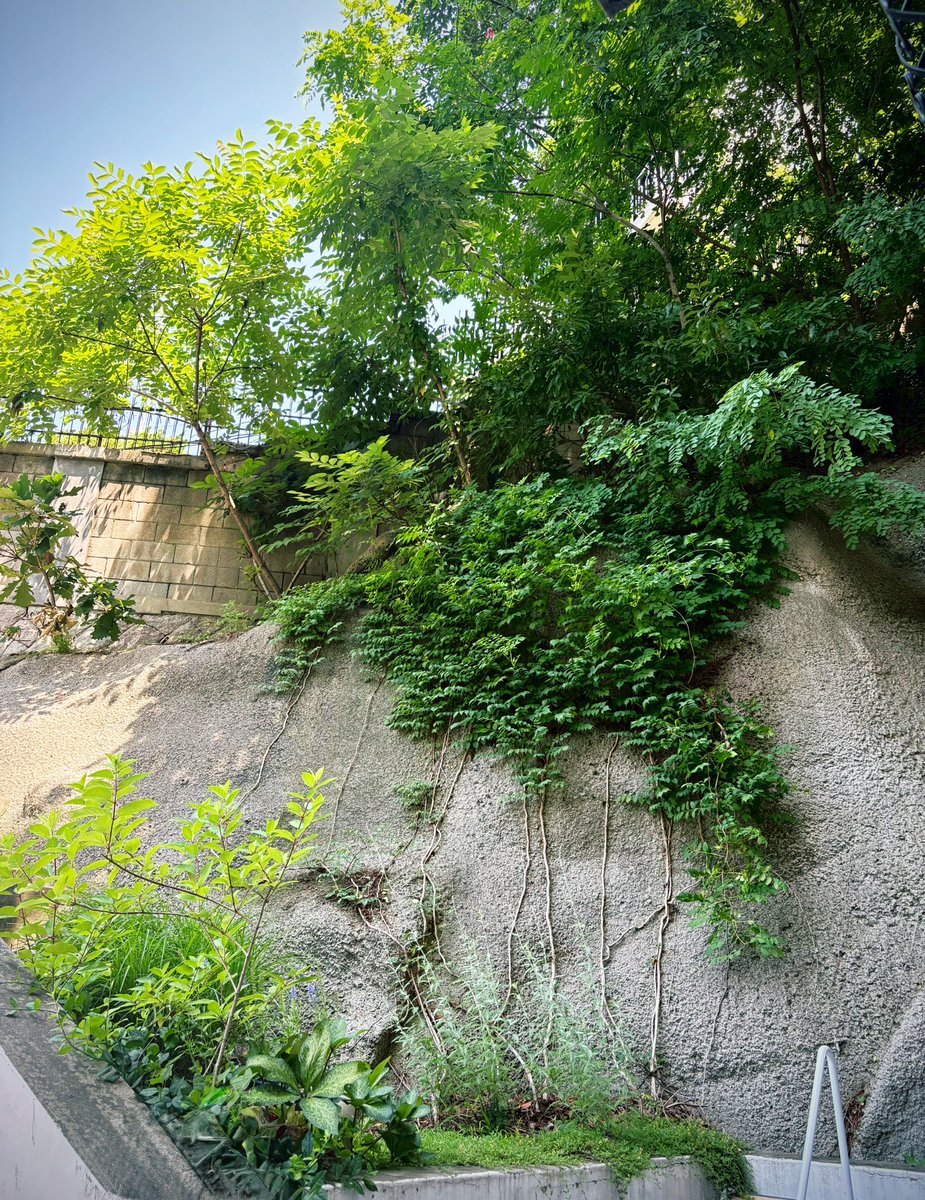 올해 많이 힘내고 있는 기특한 내 여름꽃나무들