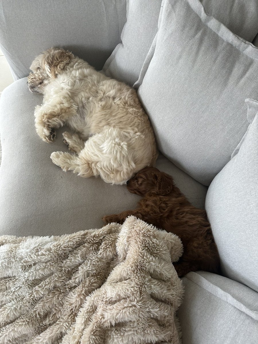 New member of the family 🥹

Meet Maple! 🤎