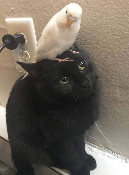TweetsOfCats's tweet image. 