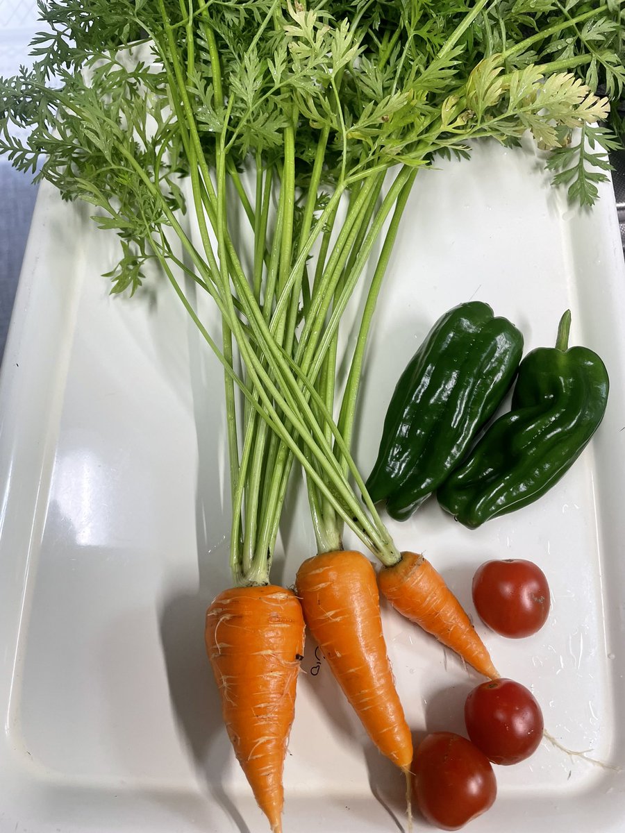 alone_time_6532's tweet photo. こんにちは😃暑いですねぇ〜
来週の雨の前に、収穫しました！

人参🥕ピーマン🫑ミニトマト🍅

巨大ピーマン🫑💦
と思いきや…
人参が小さいだけです😅
間隔の狭いものを収穫してみました。

#家庭菜園
#人参　#ピーマン　#ミニトマト https://t.co/wEHxArA1rY