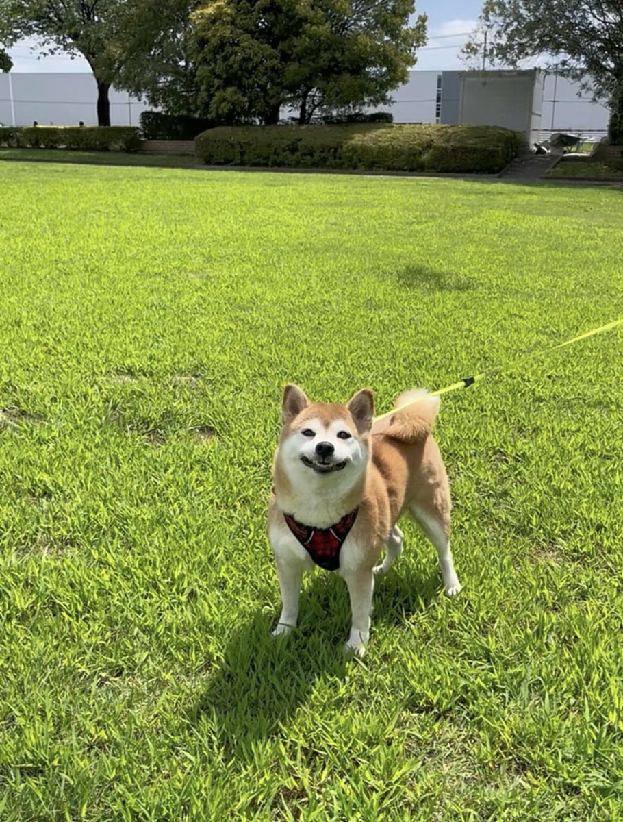 勇気出して話しかけた犬に思いっきり無視されて戻ってきたうちの犬…