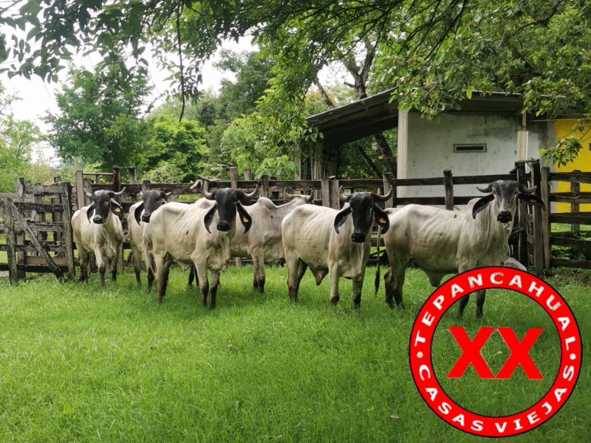 Ranchosybrechas's tweet photo. Con mucha emoción hemos recibido de "Rancho Calavera" al nuevo lote de novillonas Sardo Negro en Casas Viejas. Sangre nueva y de la mejor calidad para nuestra ganadería.
.
.
.
.
#ranchlife #ganado #cattle #Huasteca #Veracruz #Chiconamel #RanchoCasasViejas #SardoNegro https://t.co/cGPczzIDjW