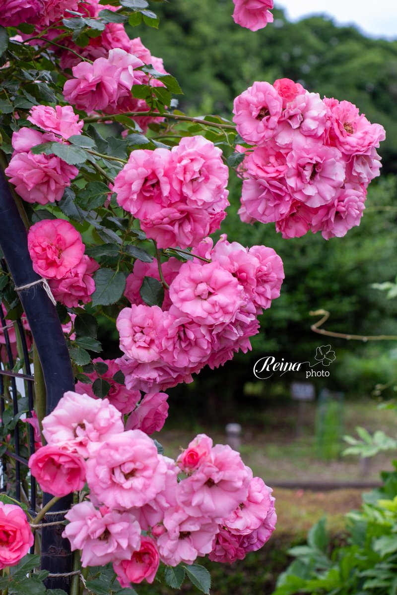 沢山の美しい薔薇に出会えた5月6月
　 今ある幸せに、そっと感謝を
　
　  優しい繋がりをありがとう
 いつも見守ってくれる皆さんへ
　　　　心から感謝🌹

            神代植物公園🌹🌿📷
　　  素敵な1日を(๑•᎑•๑)💕

#優しさに包まれて #癒しの時間
本垢🌸🌸🌸<a href="/Reina_dream8/">ฺฺꕤ麗奈*𝚁𝚎𝚒𝚗𝚊*ꕤ🐈🐾❤🎄🐈‍⬛🎀</a> 🌸🌸🌸