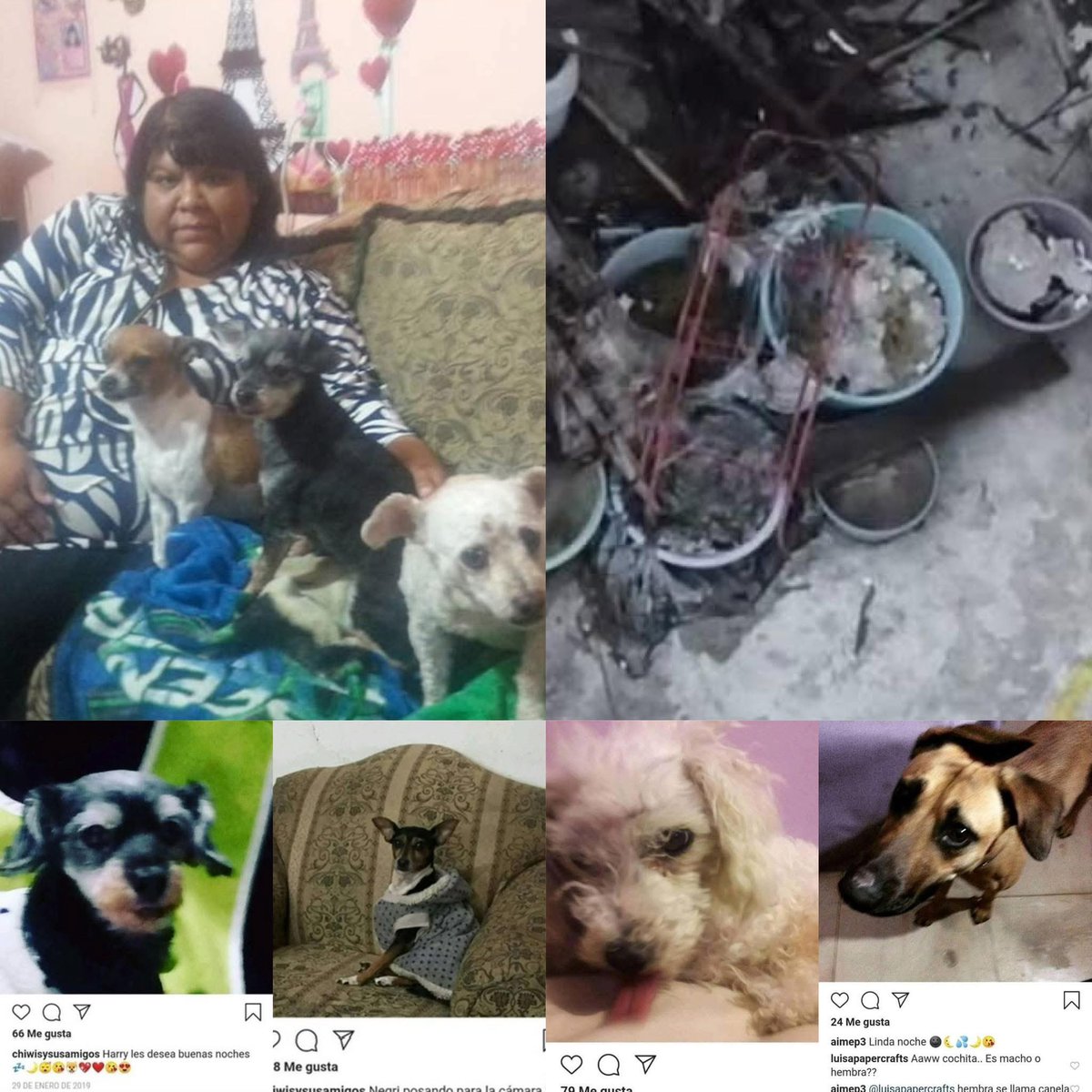 Dey_Odimpa's tweet photo. Ni una cruz, un peluche, una rosa…

🥀 
#JusticiaParaChiwis
#AimeP3Asesina https://t.co/Jnz740LxRf