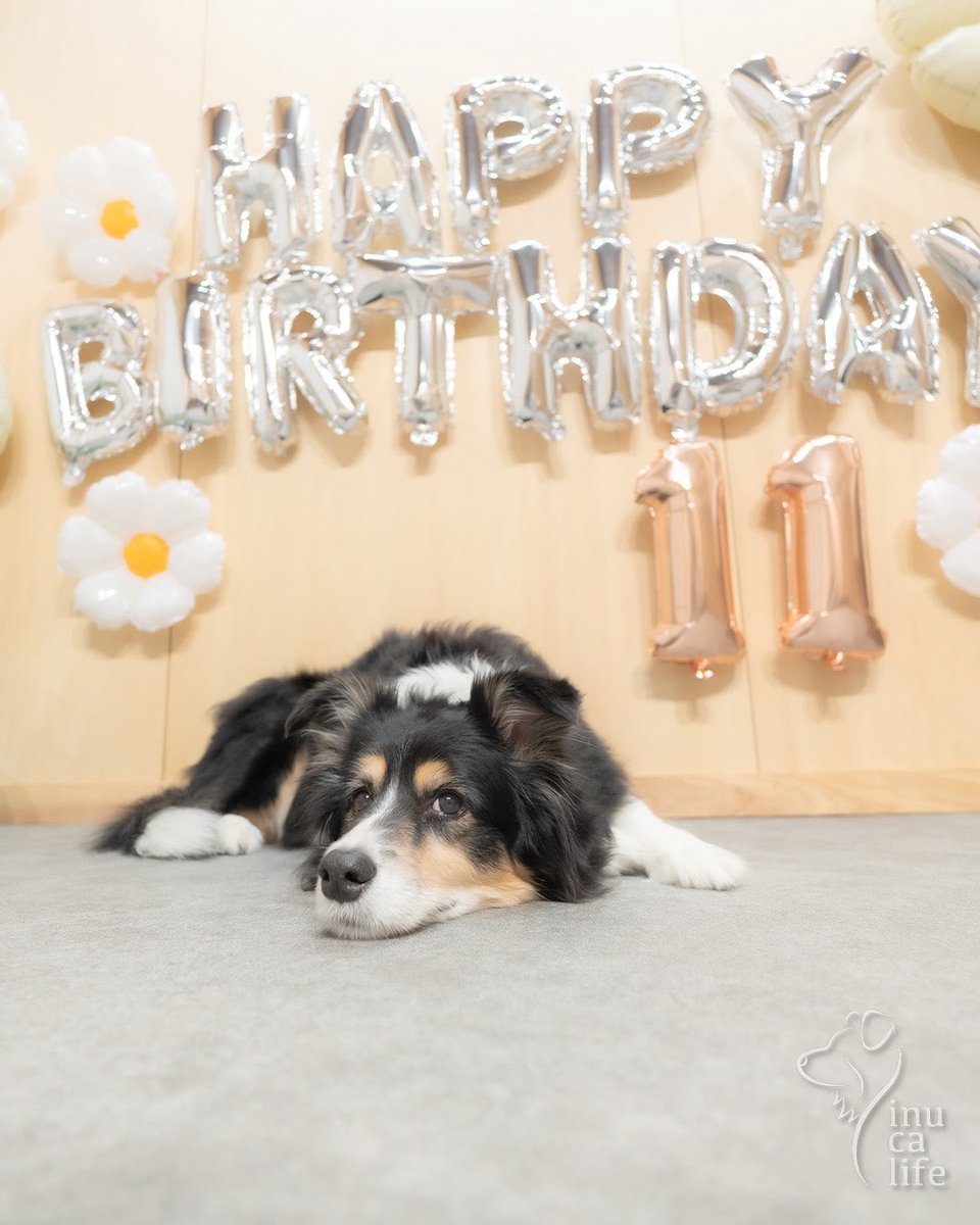 レイちゃん、11歳になりました😆
お誕生日🎂おめでとう🎉🎊🥳
