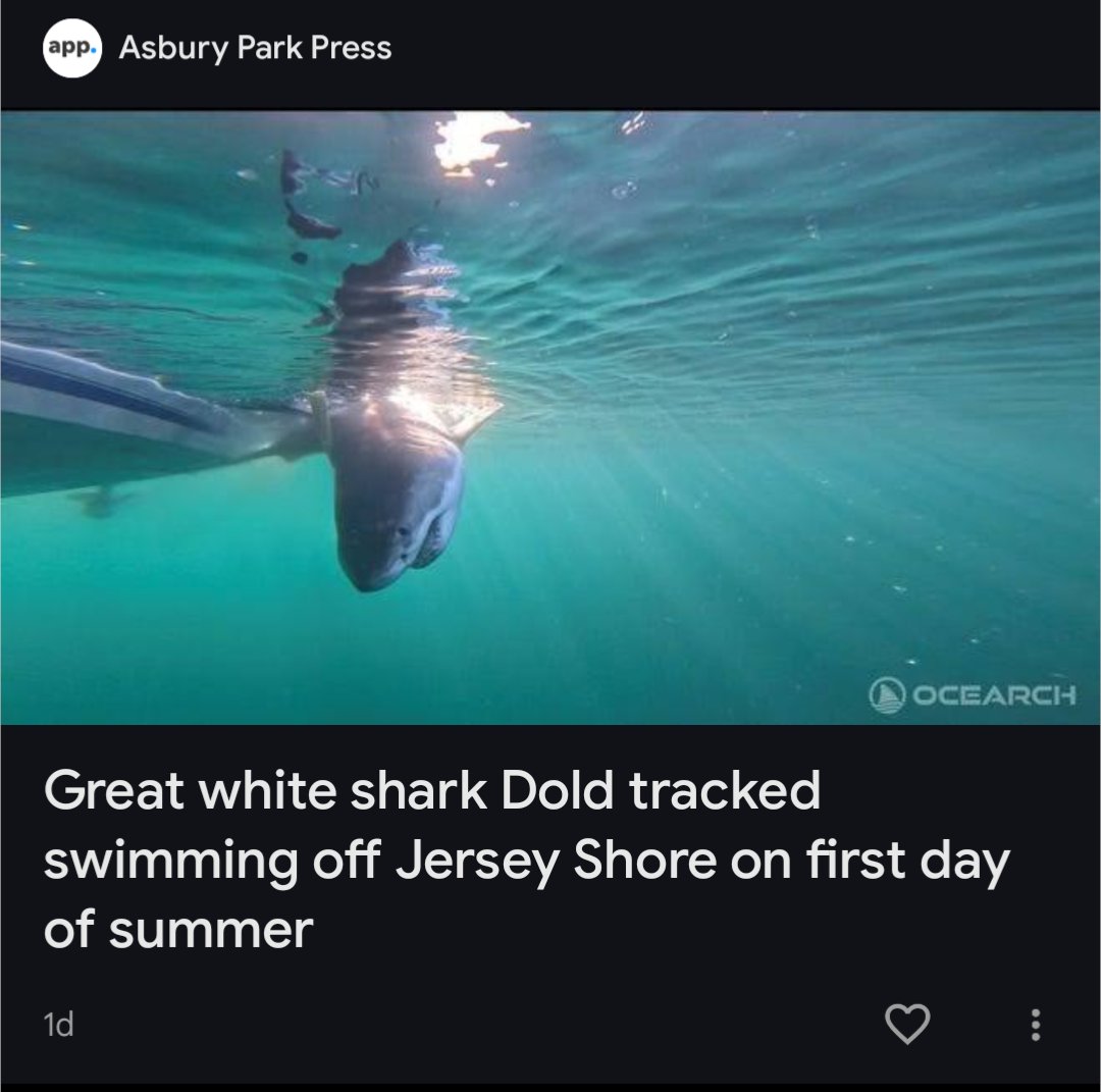 Looks like they're giving this poor shark a swirly