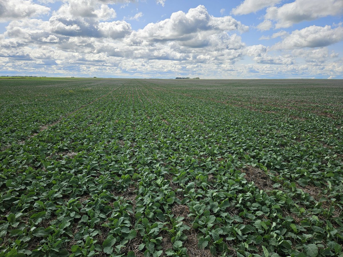 Jerrod Peters (@zeefarmer) on Twitter photo Looks like I'm going to have to do another pass of gly on this RR canola as there's another flush of wildoats coming. What's best for sprayer tires at this stage, or at bolting, floaters or skinnies? Looks like I'm going to have to do another pass of gly on this RR canola as there's another flush of wildoats coming. What's best for sprayer tires at this stage, or at bolting, floaters or skinnies?