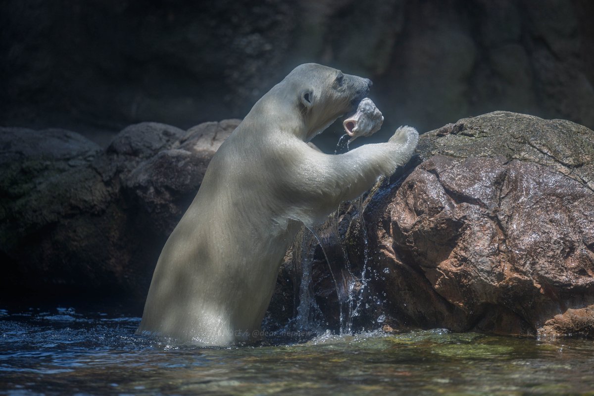 牛骨ブーム到ライ🐻‍❄️🦴

📷2025.06.21
#ズーラシア #ホッキョクグマ 
#ZOORASIA #polarbear 
#ライ