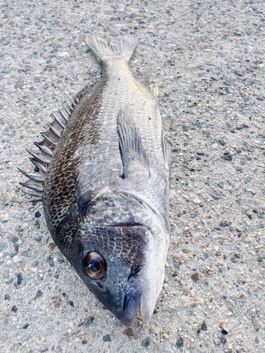 夜中一つもアタリがなかったけど明方に1枚出てくれました😌

魚は居るのにカニもイガイもイソメも食わなくて渋すぎた...