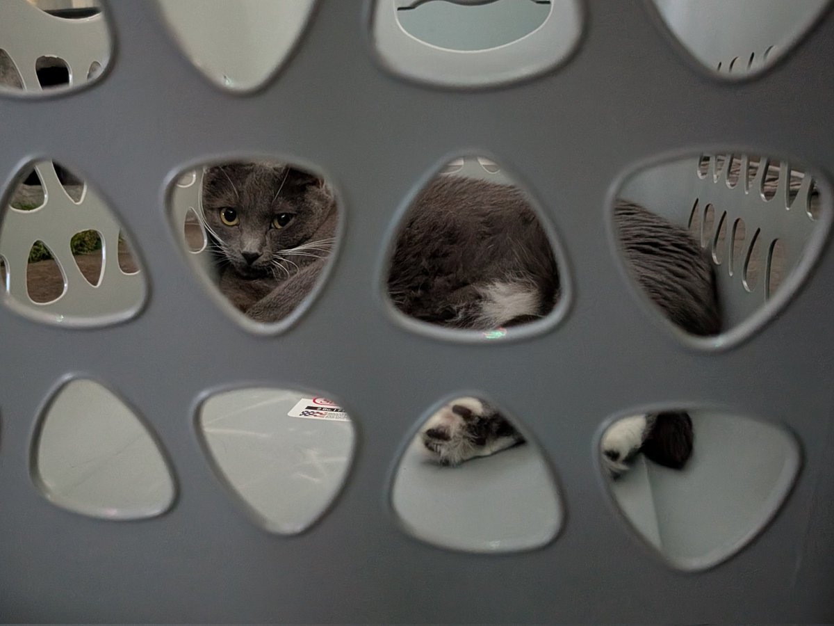 Ginger And Turnip tweet media