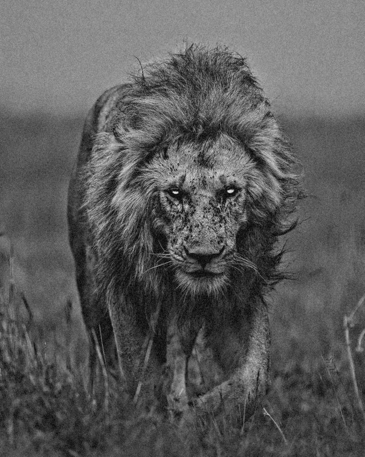 REX (@rexchillect) on Twitter photo 