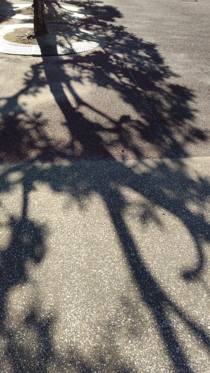 投票に行くので外に出ると、日差しの暑さはあっても、風があるのでまだ気持ち良い!