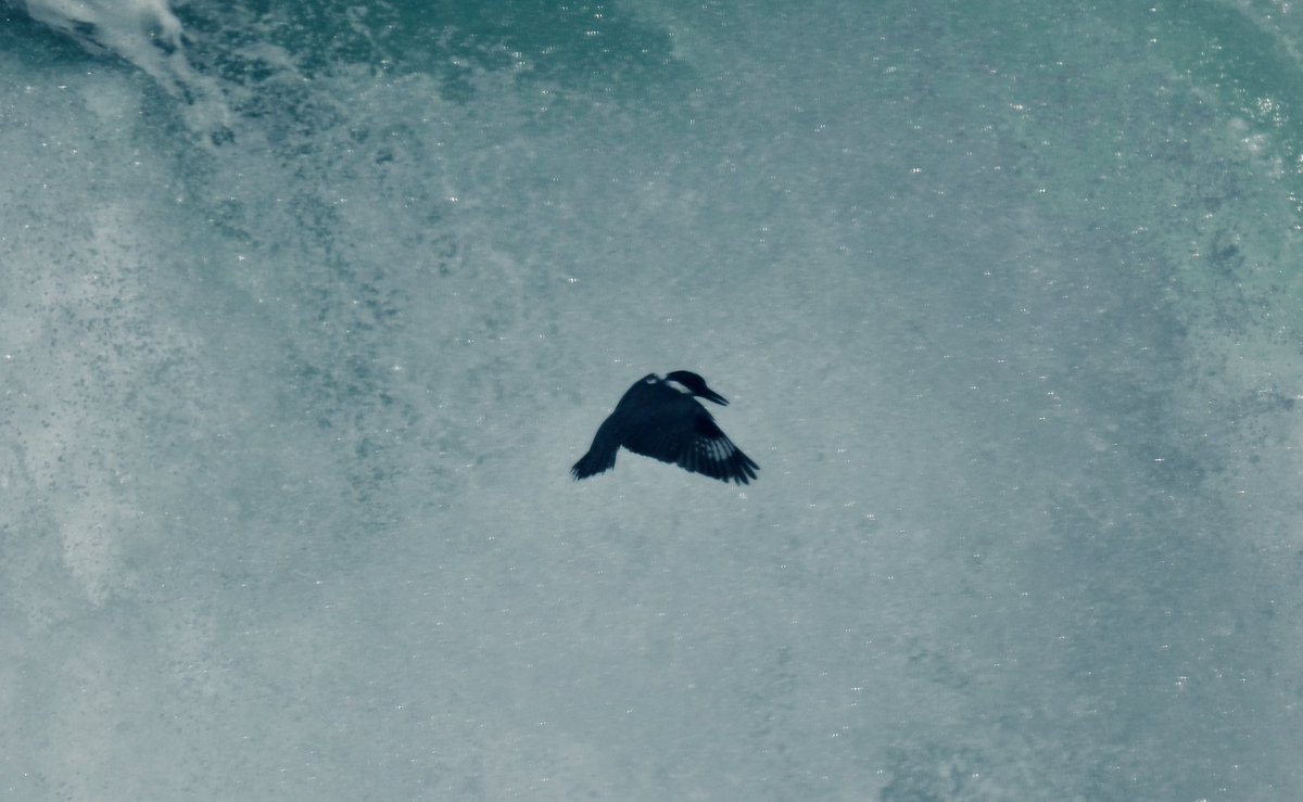 lesley7007's tweet photo. Belted Kingfisher, Pacific Ocean, Oregon https://t.co/7QvTiAeLwU
