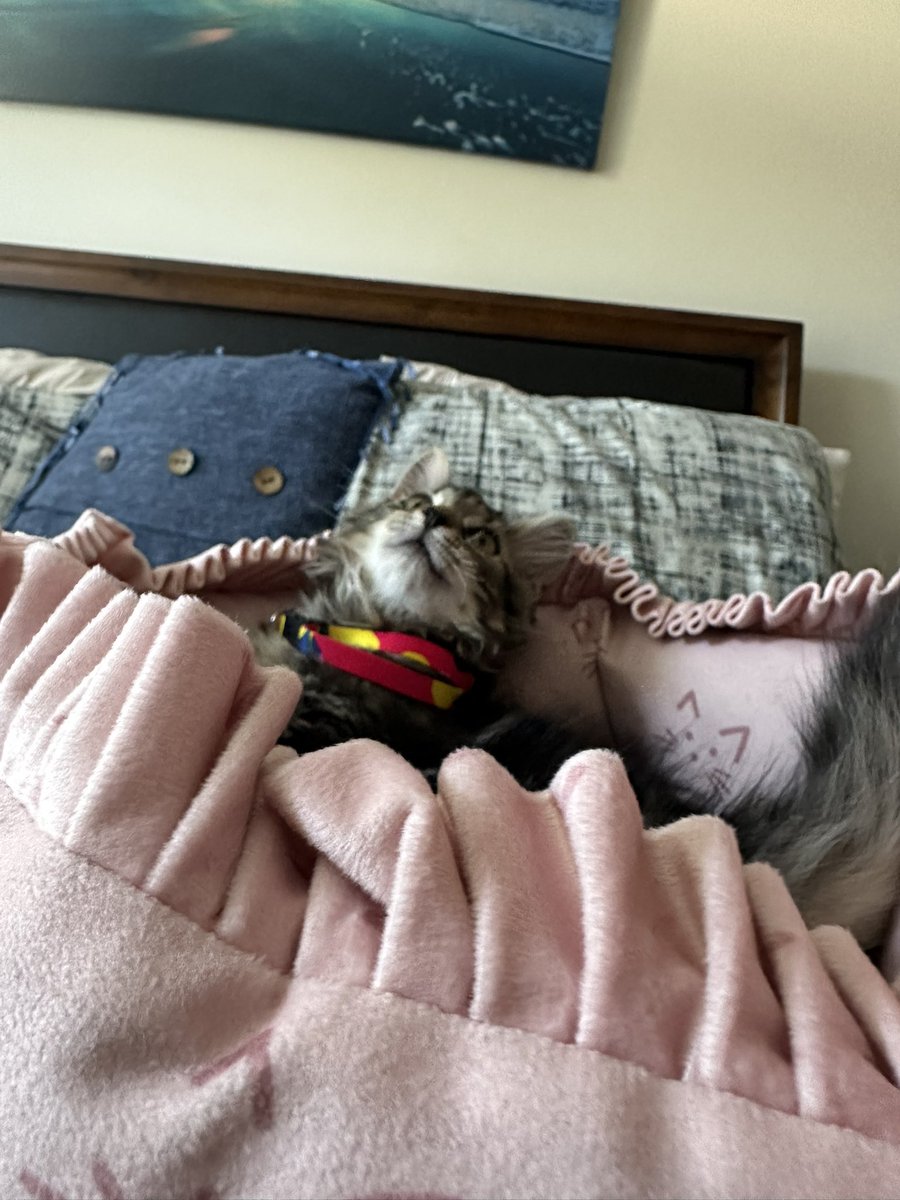 Luna being still for 5 seconds.
The ZOOMIES ARE REAL WITH THIS ONE!! 🥹💖 my cousin named her Luna!