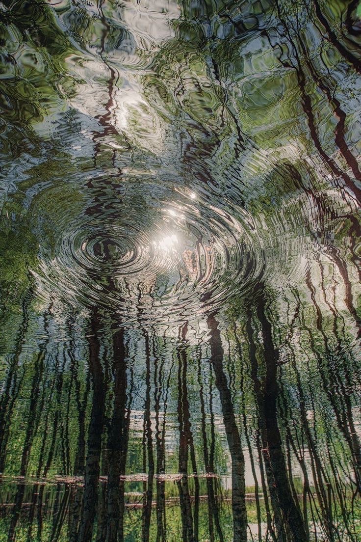 Flooded forest in the Finnish wilderness, 2020

Konsta Punkka