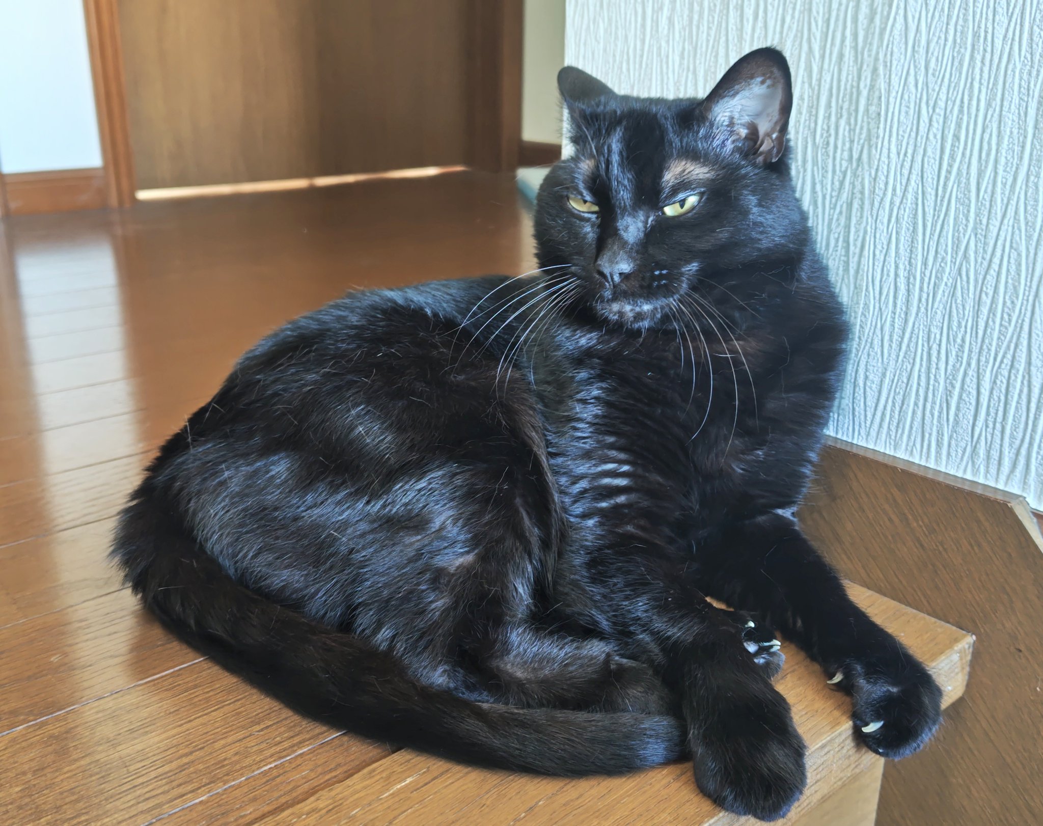 黒猫@タカシ on X: 