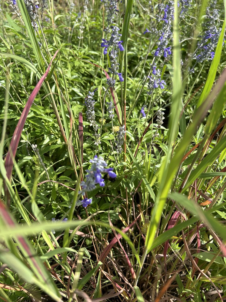 Gathering and dispersing seeds today at the Headwaters at the Comal. Good to see water in parts of the stream bed. <a href="/HeadwatersComal/">Headwaters at the Comal</a>