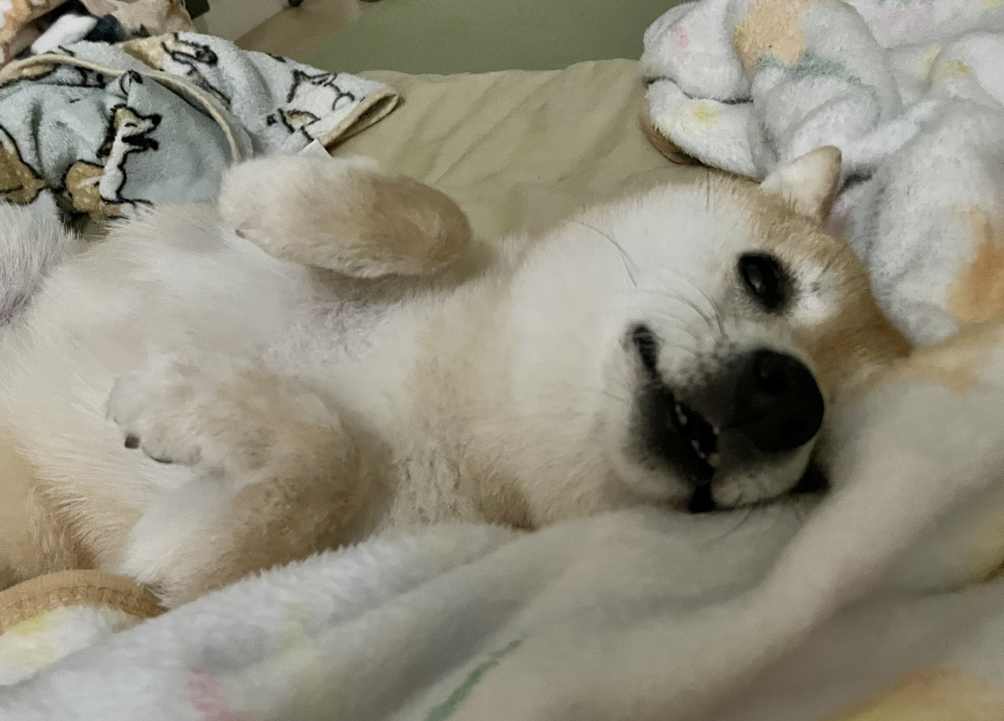 たらこ犬さん専用 Whammy DT ドギーマン(DoggyMan) ホワイデント Chewell(チューウェル