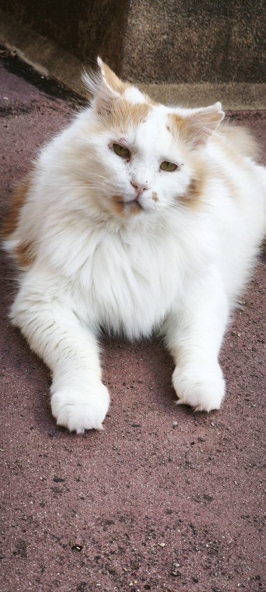 Itchebai's tweet photo. - il est très propre                          🚩: detestes les hommes  
- doux et fluffy 
- câlin 
- collant mais pas dépendant https://t.co/jl5kQJdloc