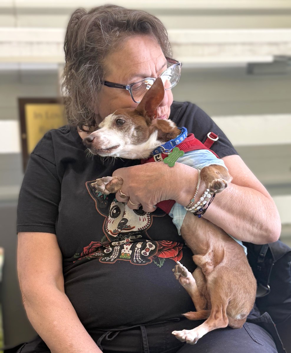 Muttville's tweet image. We're having a great day! Forever homes for Chihuahua-COSMO, Maltese-BOARD SHORTS, Schnauzer-AKIO, Poodle-BARBIE! Congrats to the #seniordogs and their new people! #AdoptDontShop #RescueDogsRock