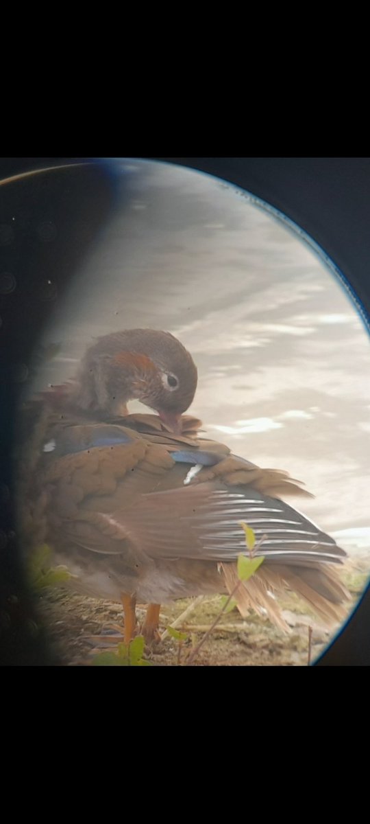 This afternoon at Abberton LBCW W a smart moulting male mandarin duck ,bits of blue&amp; orange patches,the fm Ruddyshelduck &amp; Barnacle Goose nearby, also12 spoonbills on Island 
 <a href="/EssexBirdNews/">EBwS Bird News</a>