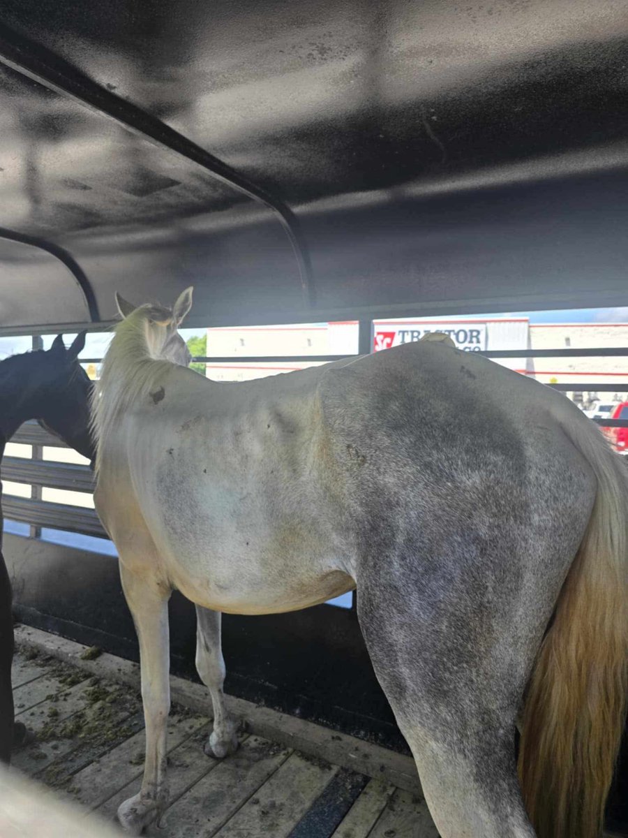 Freedom ride for Spirit and Mercy!! Thank you everyone that helped save these two!! They now are headed to Arkansas!