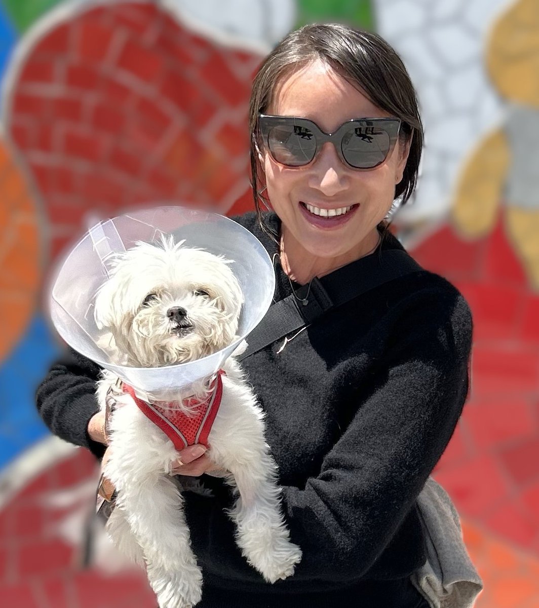 Muttville's tweet image. We're having a great day! Forever homes for Chihuahua-COSMO, Maltese-BOARD SHORTS, Schnauzer-AKIO, Poodle-BARBIE! Congrats to the #seniordogs and their new people! #AdoptDontShop #RescueDogsRock