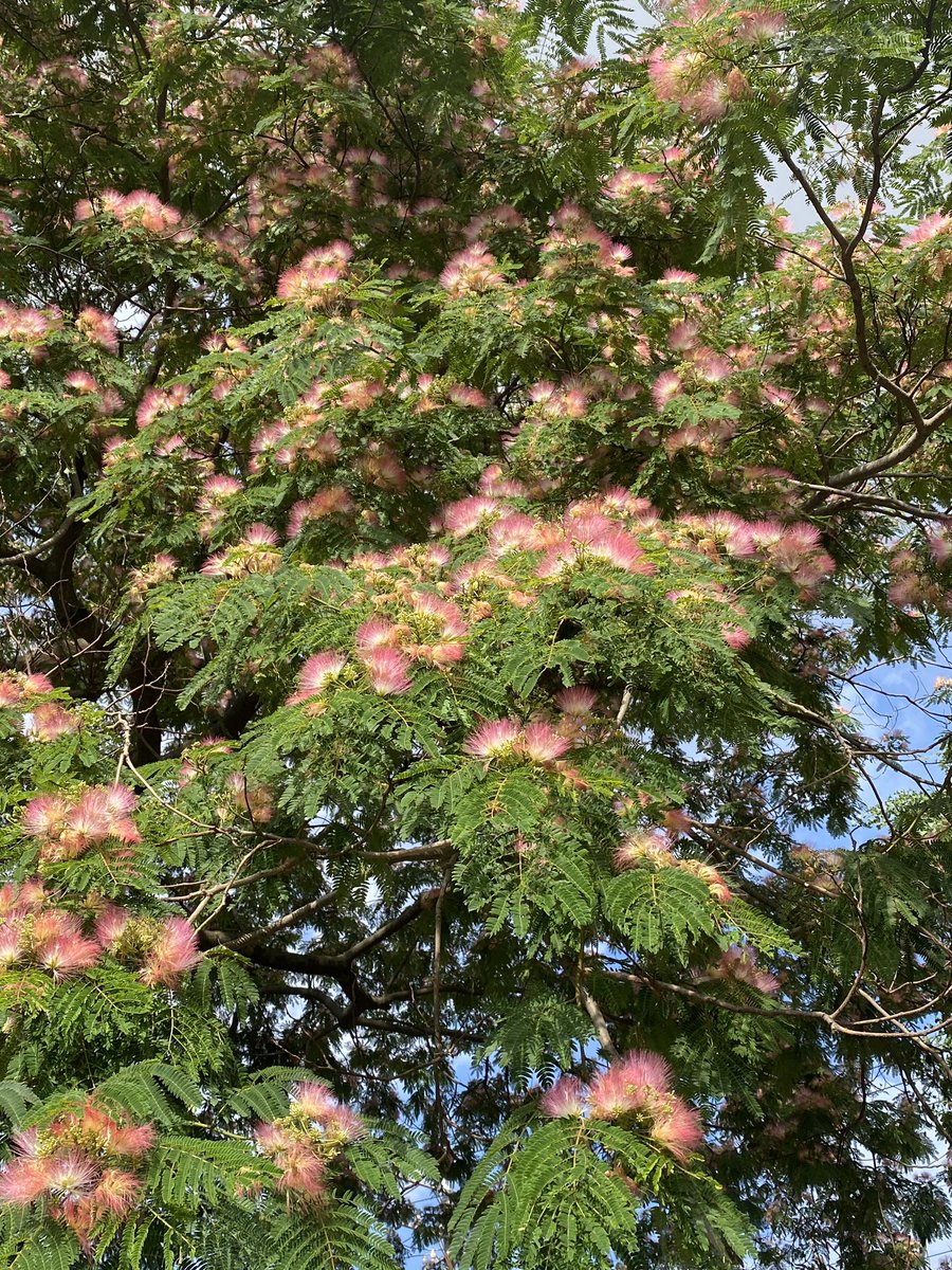 a2coandmay's tweet photo. 朝んぽで汗だくなんだけど、たまたま見つけたネムノキが満開だったからヨシとする。
#ネムノキ #ねむのき #合歓木 #silktree #fullbloom https://t.co/D2igie4n0v