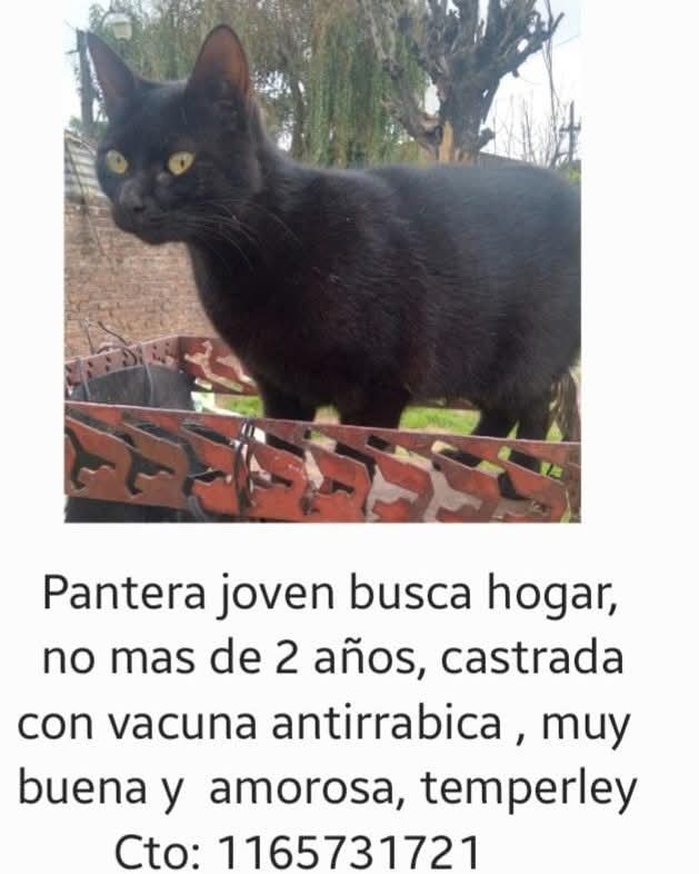 GATITA EN ADOPCION EN TEMPERLEY

CONTACTO EN LA FOTO 

#GatitosenadopciondefansZONASUR 
#Temperley