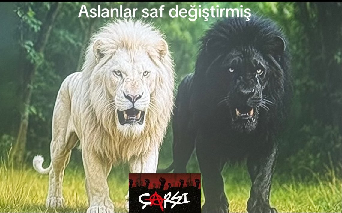 cmlzsyg's tweet photo. Galatasaraylılar işiniz zor bu sene✌️ https://t.co/7MyW1KZD5G