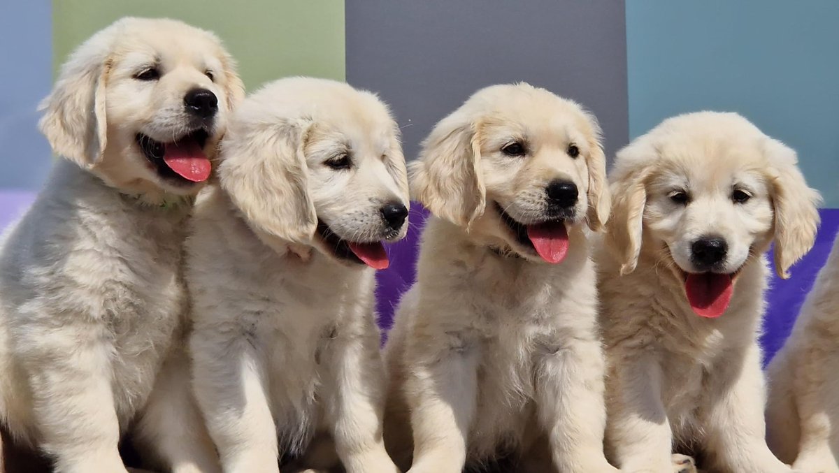 DogCastRadio's tweet photo. Latest Podcast hear about the fascinating project combining dogs & AI to detect & predict epileptic seizures to make life safer & healthier for people with epilepsy
#podcast #dog #dogpodcast #epilepsy #epilepsyireland #detectiondog #DublinUniversity #dogs
https://t.co/dd14iNiYL4 https://t.co/YSpEOiGZE6