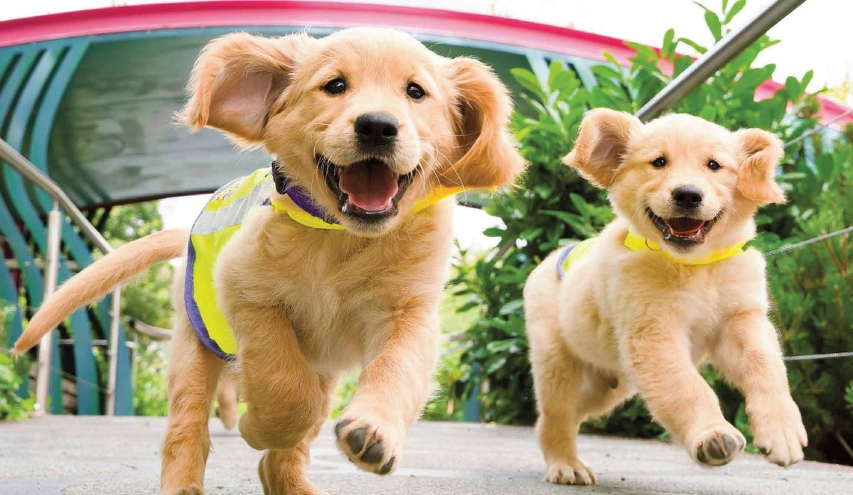 DogCastRadio's tweet photo. Latest Podcast hear about the fascinating project combining dogs & AI to detect & predict epileptic seizures to make life safer & healthier for people with epilepsy
#podcast #dog #dogpodcast #epilepsy #epilepsyireland #detectiondog #DublinUniversity #dogs
https://t.co/dd14iNiYL4 https://t.co/YSpEOiGZE6