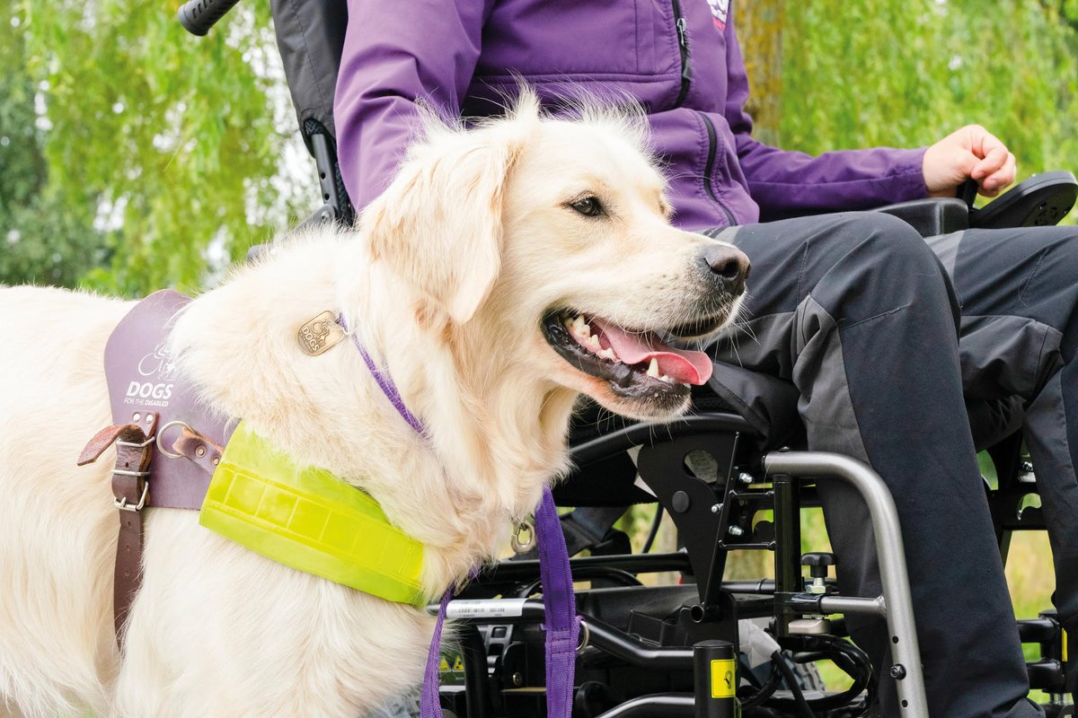 DogCastRadio's tweet photo. Latest Podcast hear about the fascinating project combining dogs & AI to detect & predict epileptic seizures to make life safer & healthier for people with epilepsy
#podcast #dog #dogpodcast #epilepsy #epilepsyireland #detectiondog #DublinUniversity #dogs
https://t.co/dd14iNiYL4 https://t.co/YSpEOiGZE6