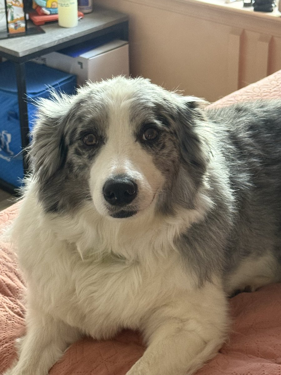 Buddy says hi. Give Buddy some love. 👋🏻