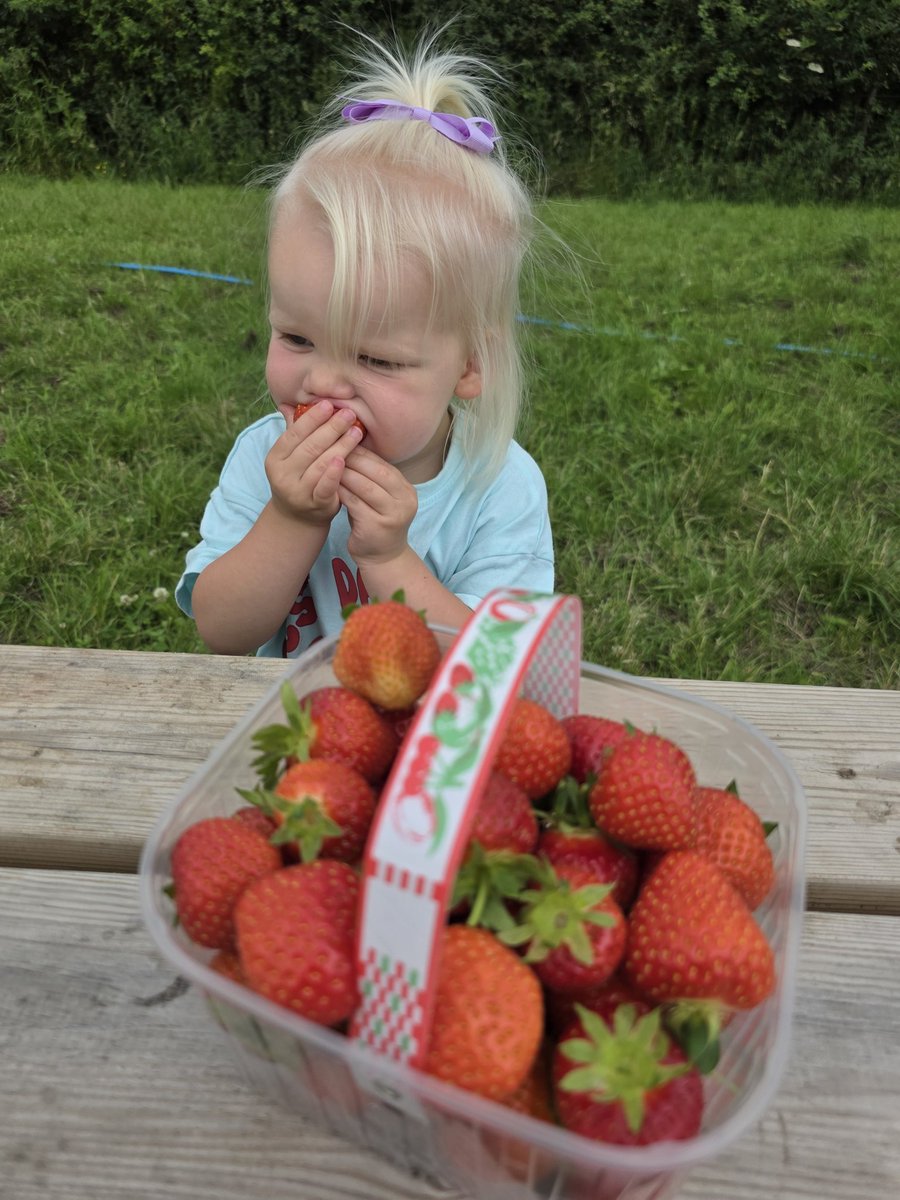 WStephanieRose's tweet photo. Cia had the best day today strawberry picking. 🍓✨️🩷 https://t.co/mj6gseFiVG