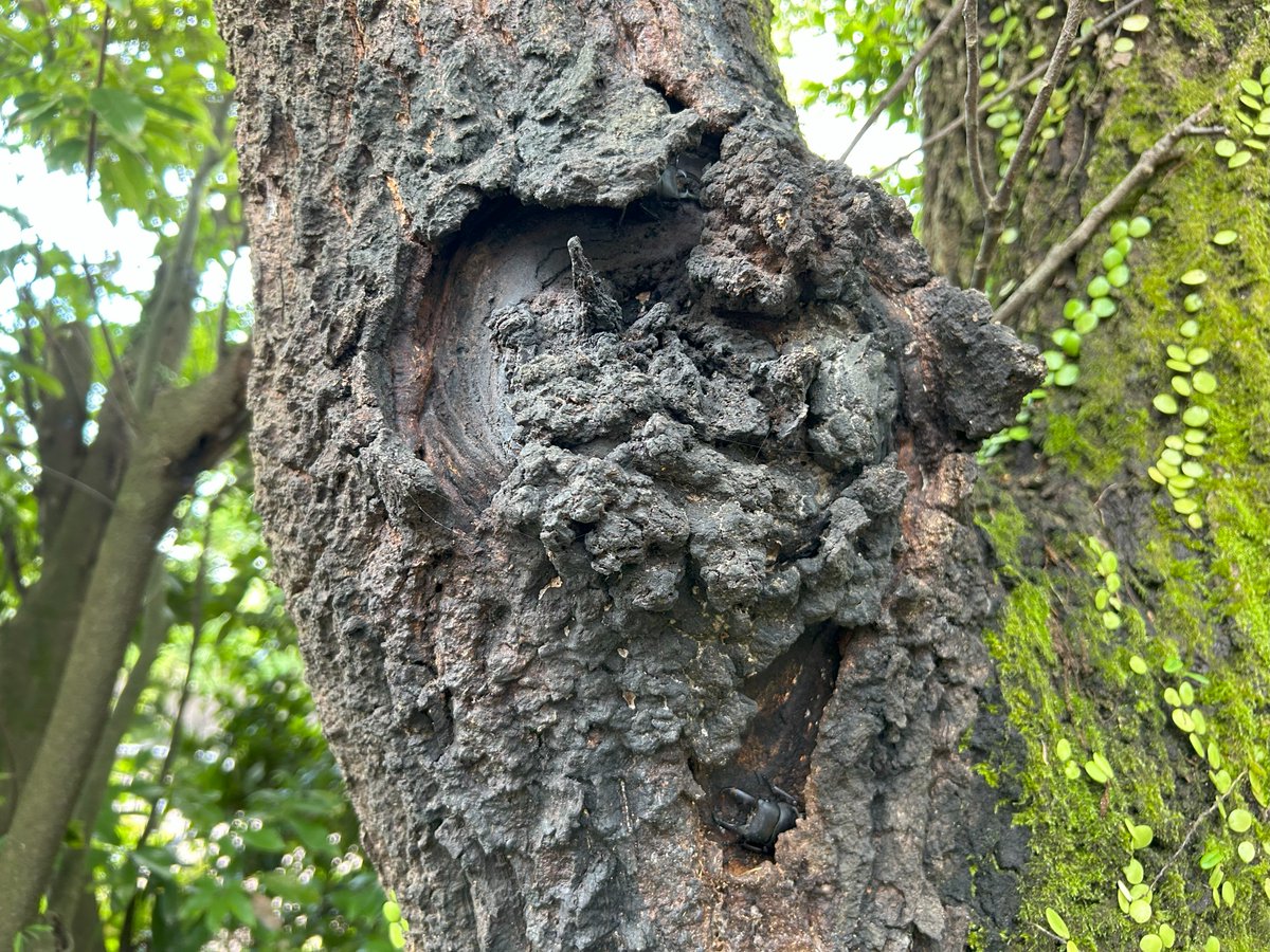 園内にあるクヌギの木に2匹のヒラタクワガタが樹液を食べに来ていました！クワガタを見ると夏の始まりを感じます。最近、気温が高くなってきましたので、お越しになった際には熱中症に気を付けて動物を観察してみてください！

＃クワガタ　＃マグマシティ