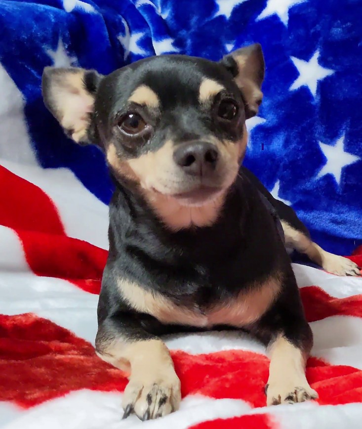 80sqween's tweet image. 2 years ago our Scruffy was taken today June 21st. Mom continues to search for you all around animal shelters in California. Mom sees you in her dreams.
youtu.be/09792eyw2Ss

#missingdogs #dogsofx #DogsofTwitter #CatsonX #Riverside #CityofRiverside #InlandEmpire #California