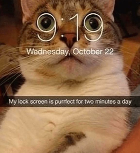 TweetsOfCats's tweet image. 