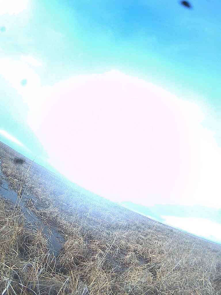 昨年2024年6月21日、北極海沿岸のツンドラでコハクチョウ・シオリ（304Y）が見た景色。6月7日の画像には雪が写っていましたので、ちょうど雪がなくなった頃の状態と思います。#SwanEyes