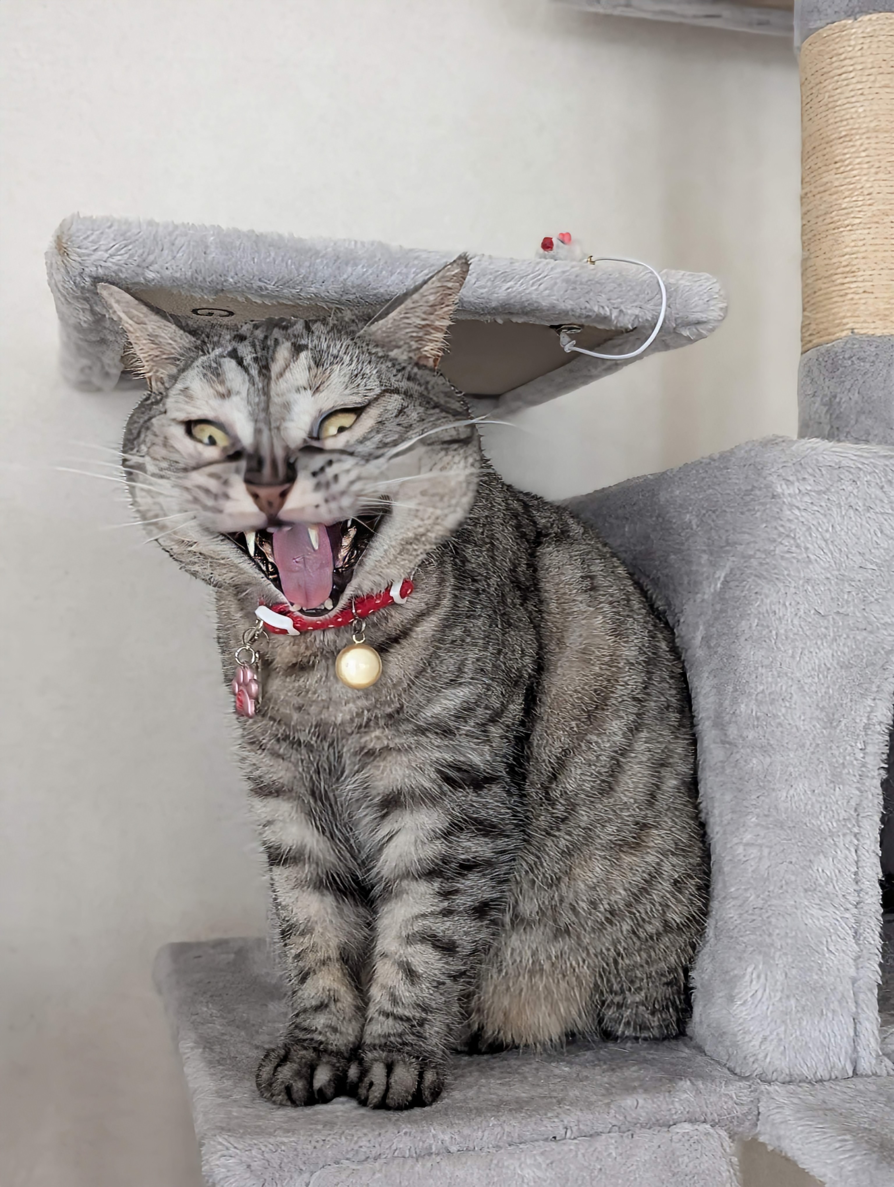 楽天市場】ねこ肯定感 抱きまくら Lサイズ みけねこのさんま