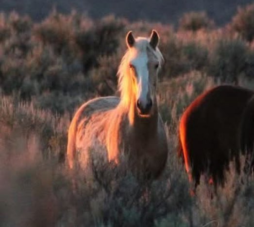 Skydog Sanctuary (@skydogsanctuary) on Twitter photo When <a href="/wildmustangmeg/">Mustang Meg</a> took this photo of Flash Lightening glowing in the late sun on #southsteens, “He assessed my every move, snorting - a primal sound I can feel down to my shoes.” She knew if she moved in a way he didn’t like, the #stallion would vanish in a cloud of dust. When <a href="/wildmustangmeg/">Mustang Meg</a> took this photo of Flash Lightening glowing in the late sun on #southsteens, “He assessed my every move, snorting - a primal sound I can feel down to my shoes.” She knew if she moved in a way he didn’t like, the #stallion would vanish in a cloud of dust.
