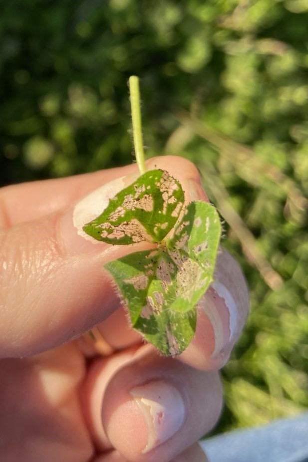 GRDC North tweet media