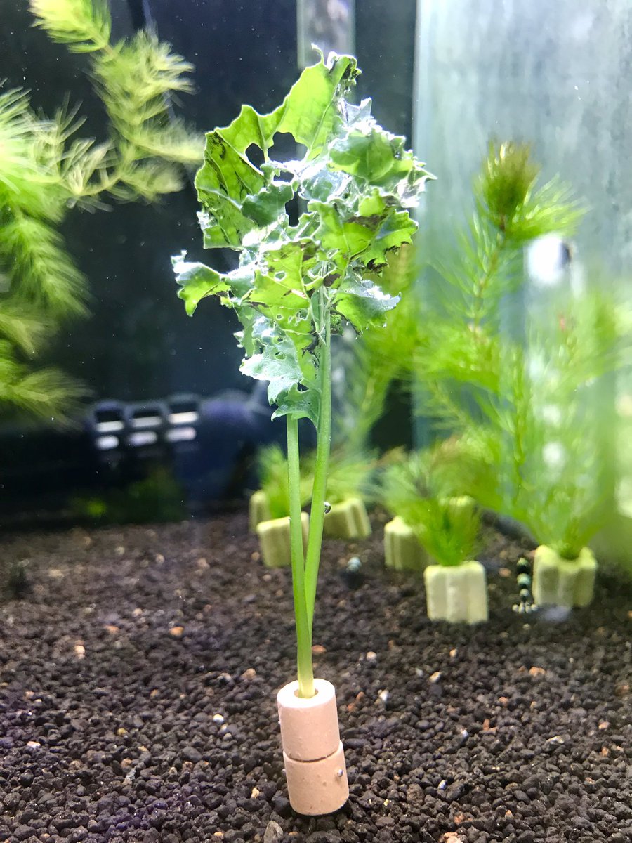 ClimbMacho's tweet photo. 自家製無農薬ケール🥬与えてみた
食べるかしら🫢 https://t.co/RqIxULNF9i