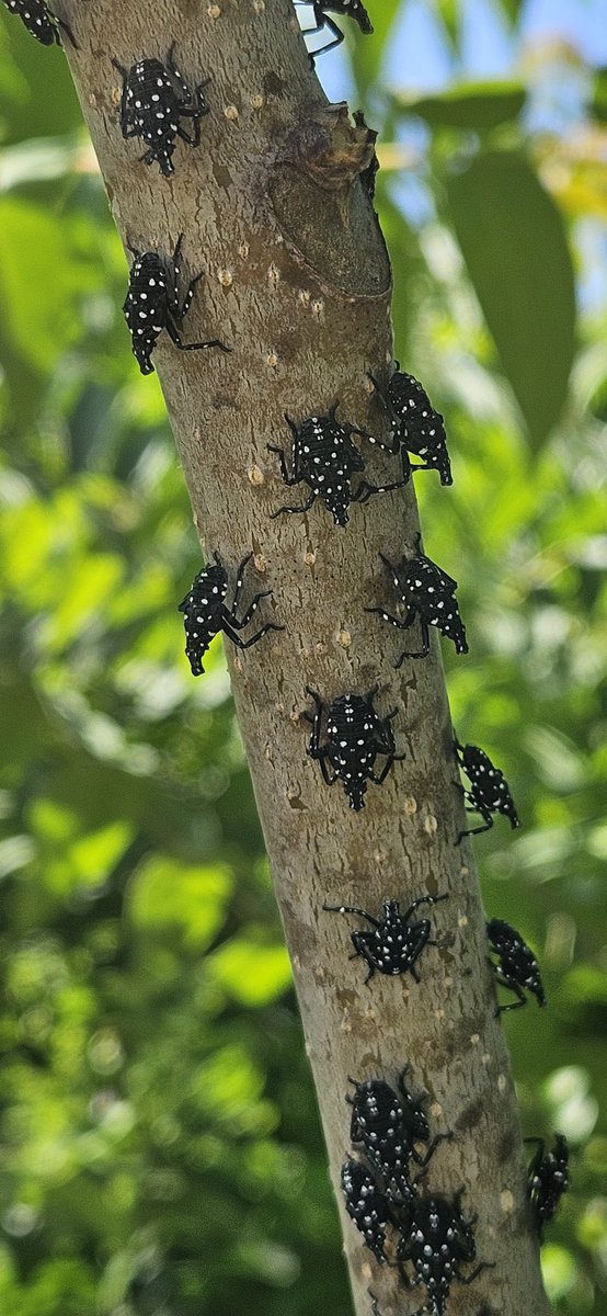 Very thankful to Ben &amp; Demian for helping with the spotted lanternfly bio pesticide efficacy experiments.  These take so much work, potted tree of heavens, collect 500 wild bugs, infest the cages, mix the treatments, spray the treatments, etc.
