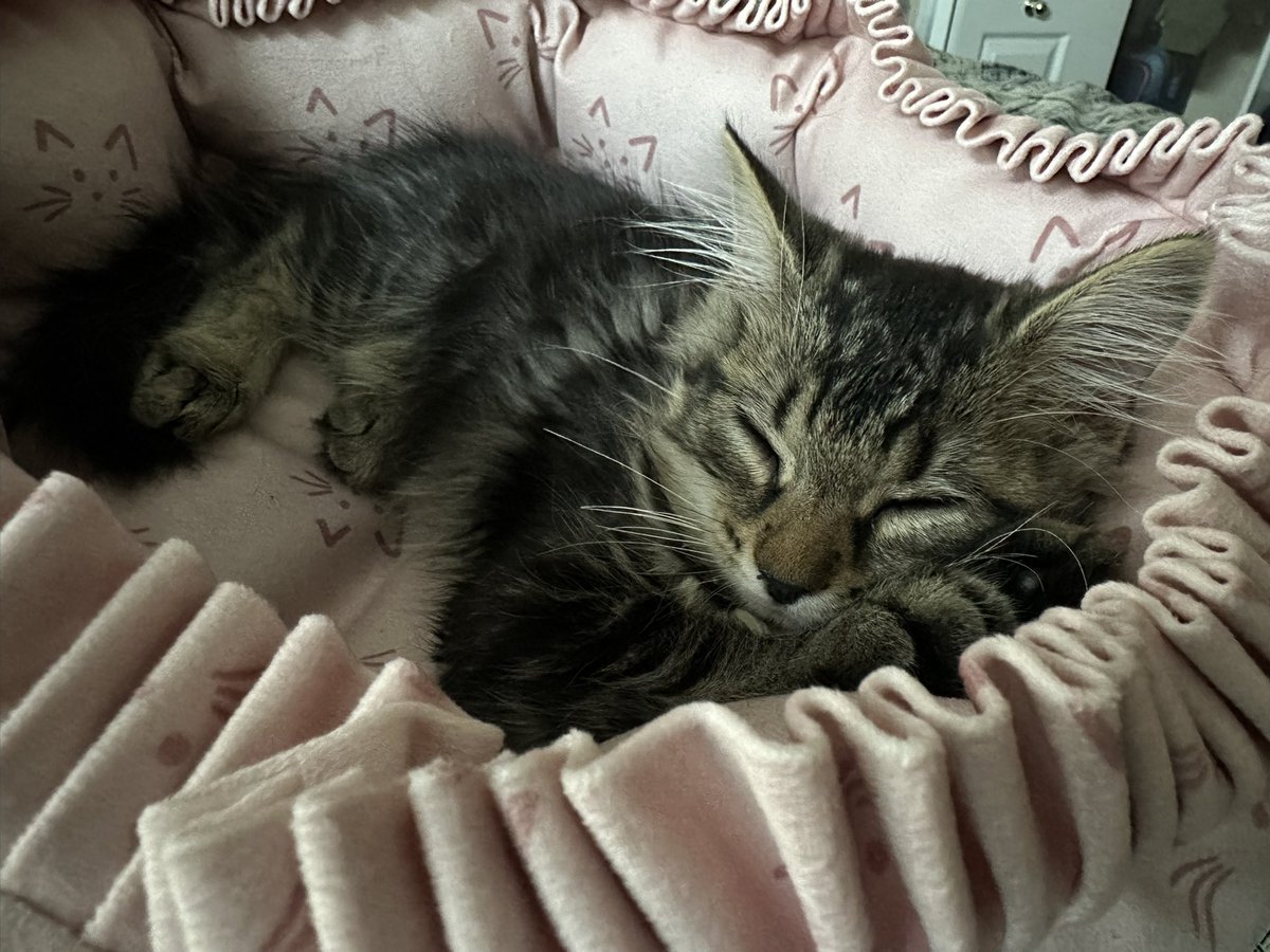 I rocked her to sleep in my arms. She was purring so loudly. 💖 finally her first eep. Look at her paws!! She’s using them as pillows 🥹
