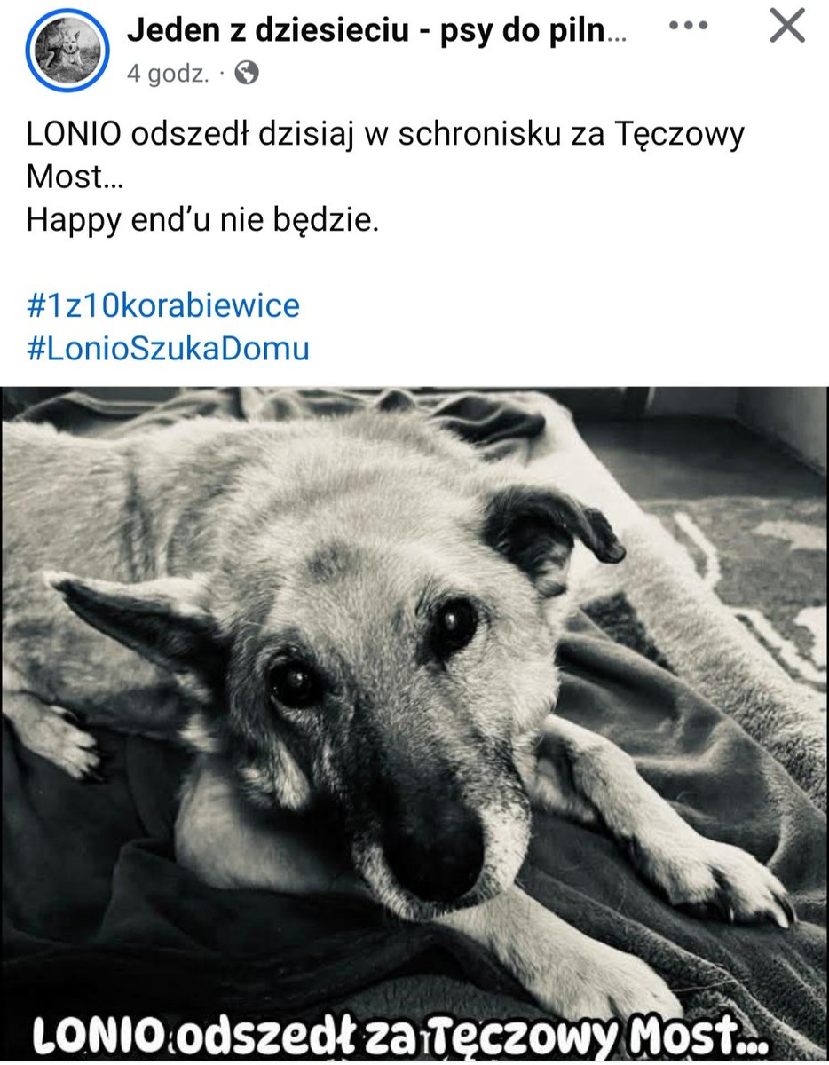 Właśnie się dowiedziałam 😭🖤 Stało się to czego się obawiałam. Przepraszam Cię LONIO 😢, że nie potrafiłam ogłosić Cię tak, że nie skradłeś nikomu serduszka💔 Żegnaj Skarbeńku 🖤Odpinam Cię od profilu. Biegaj za🌈😭