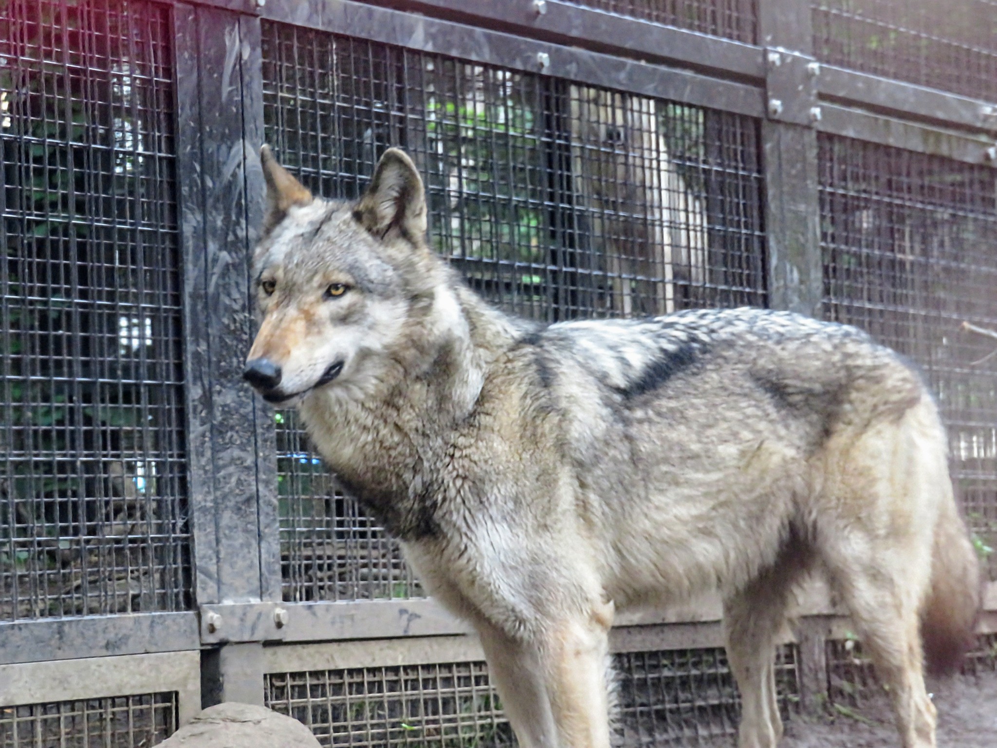 ジュリ様 Code reunion新カード紹介「舞装≪絶刀≫鬼神野シュリ」他4枚